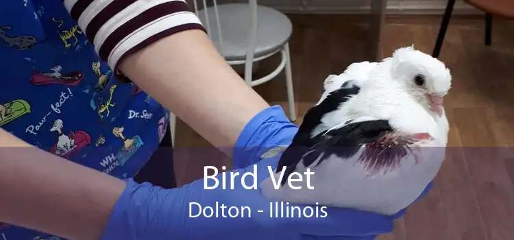 Bird Vet Dolton - Illinois