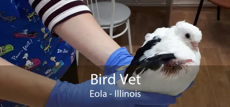 Bird Vet Eola - Illinois