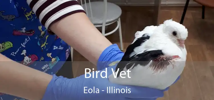Bird Vet Eola - Illinois