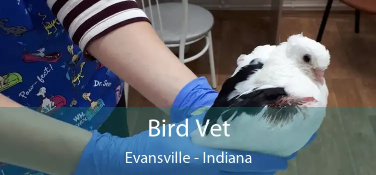 Bird Vet Evansville - Indiana