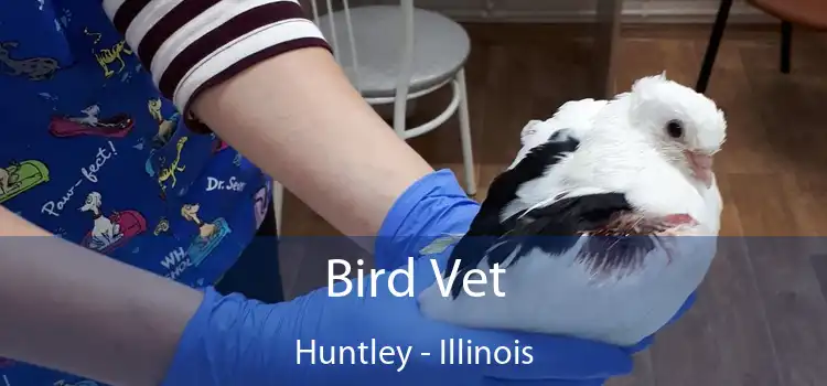 Bird Vet Huntley - Illinois