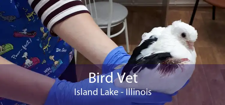 Bird Vet Island Lake - Illinois
