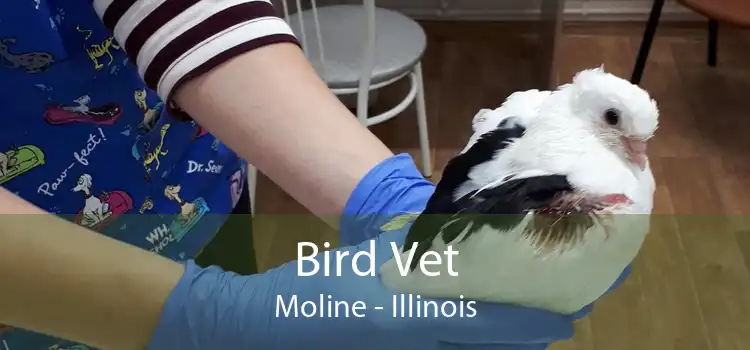 Bird Vet Moline - Illinois