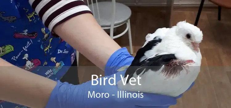 Bird Vet Moro - Illinois