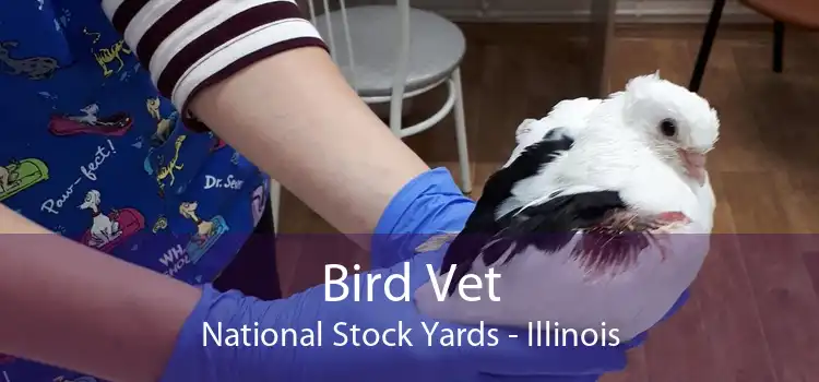 Bird Vet National Stock Yards - Illinois