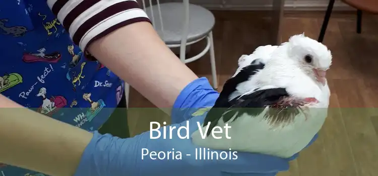 Bird Vet Peoria - Illinois