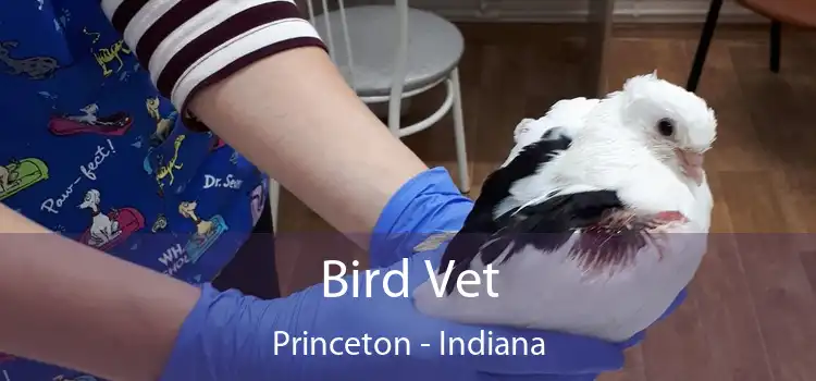 Bird Vet Princeton - Indiana