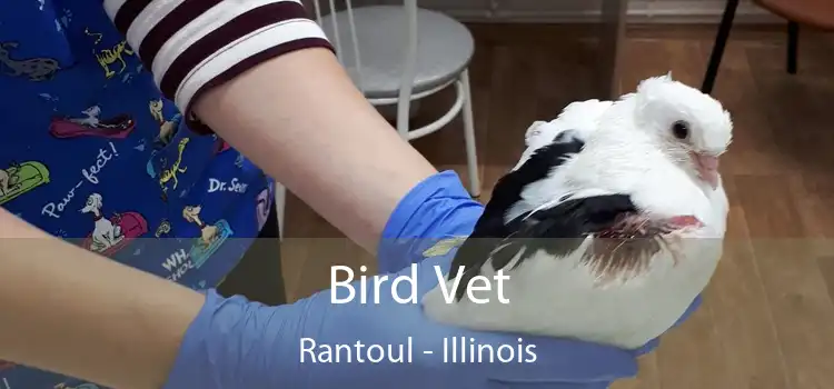 Bird Vet Rantoul - Illinois