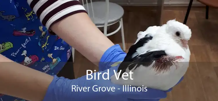 Bird Vet River Grove - Illinois