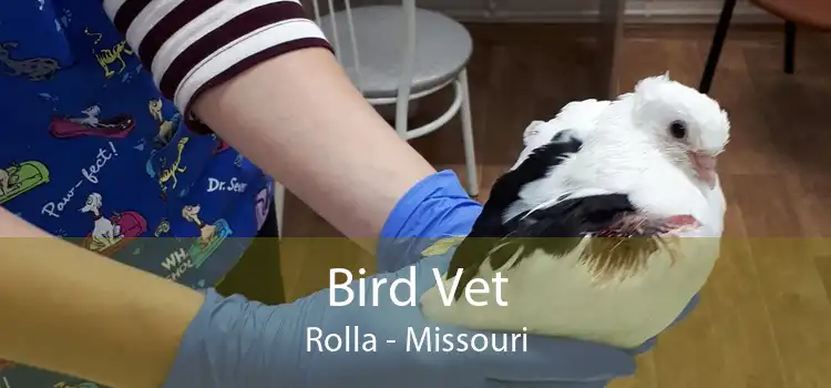 Bird Vet Rolla - Missouri