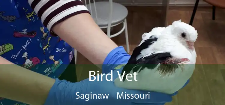 Bird Vet Saginaw - Missouri