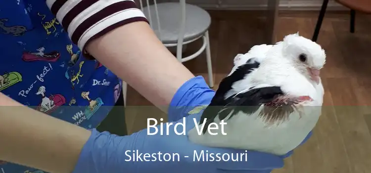 Bird Vet Sikeston - Missouri