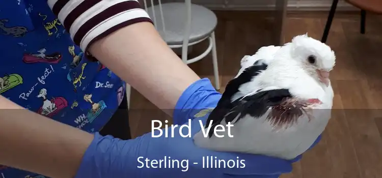 Bird Vet Sterling - Illinois