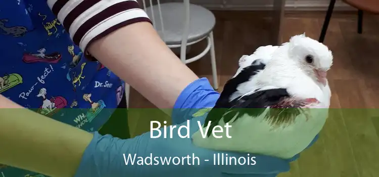 Bird Vet Wadsworth - Illinois
