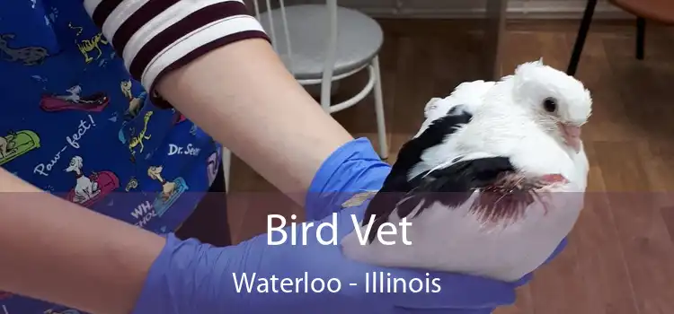 Bird Vet Waterloo - Illinois