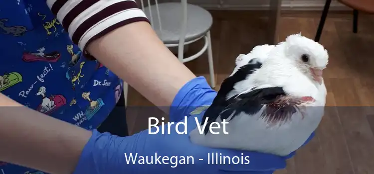Bird Vet Waukegan - Illinois