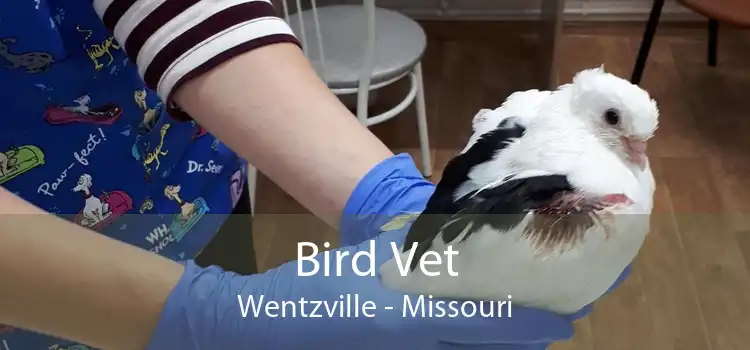 Bird Vet Wentzville - Missouri