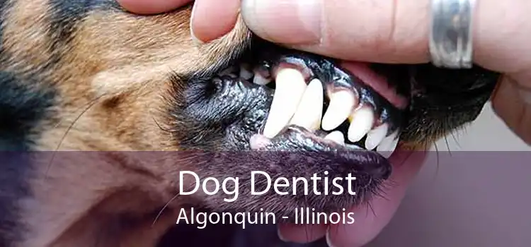 Dog Dentist Algonquin - Illinois