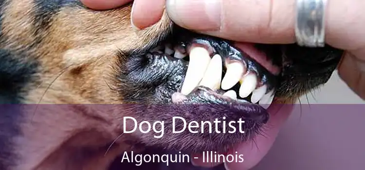 Dog Dentist Algonquin - Illinois