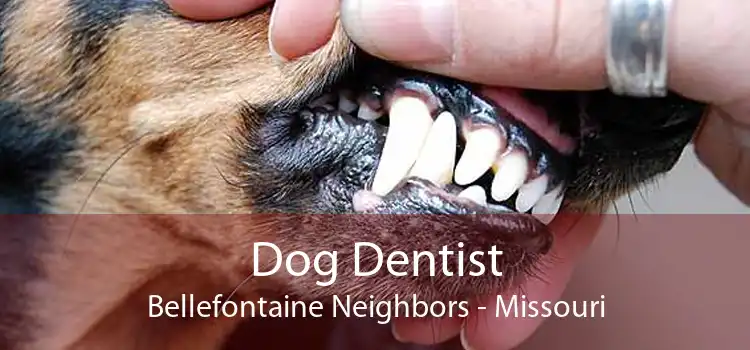 Dog Dentist Bellefontaine Neighbors - Missouri