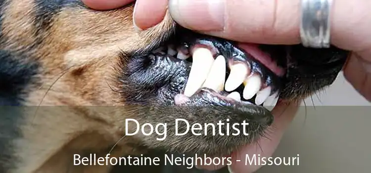 Dog Dentist Bellefontaine Neighbors - Missouri