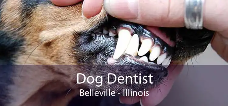 Dog Dentist Belleville - Illinois