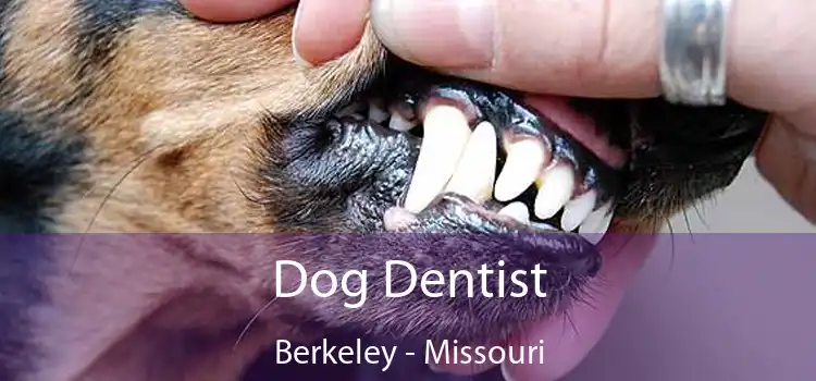 Dog Dentist Berkeley - Missouri