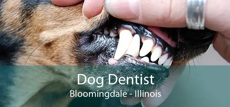 Dog Dentist Bloomingdale - Illinois