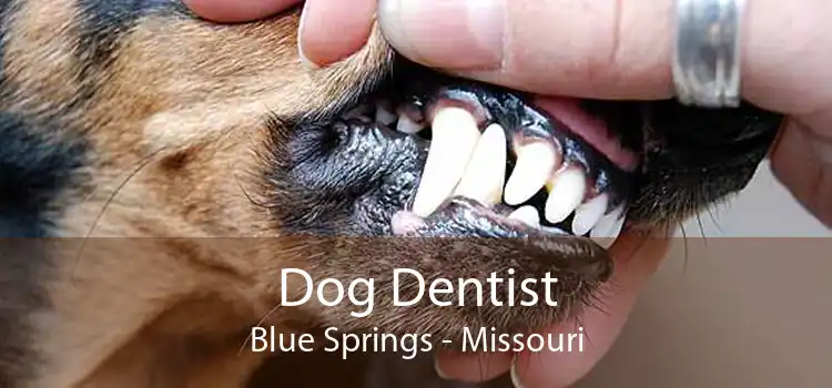 Dog Dentist Blue Springs - Missouri
