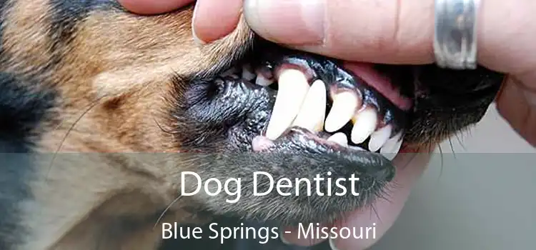 Dog Dentist Blue Springs - Missouri