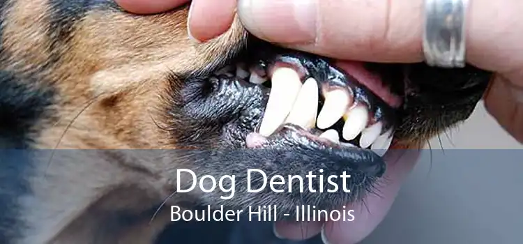 Dog Dentist Boulder Hill - Illinois