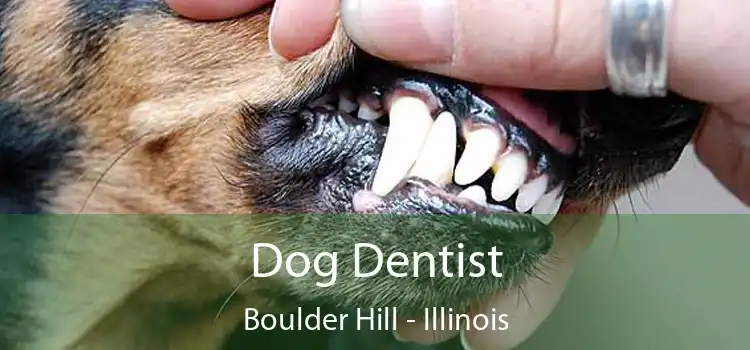 Dog Dentist Boulder Hill - Illinois