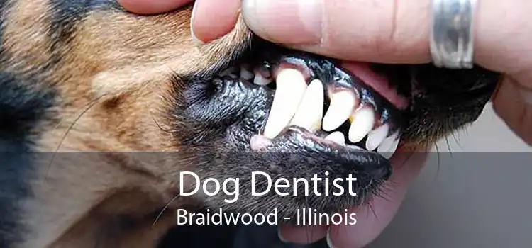 Dog Dentist Braidwood - Illinois
