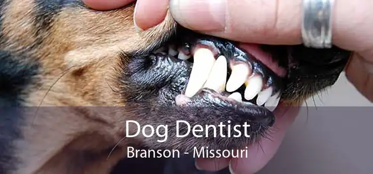 Dog Dentist Branson - Missouri