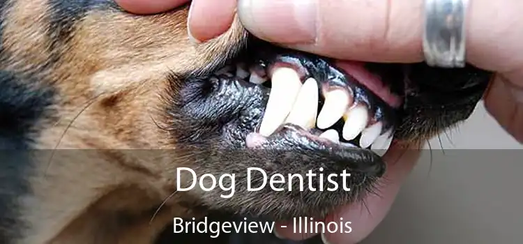 Dog Dentist Bridgeview - Illinois