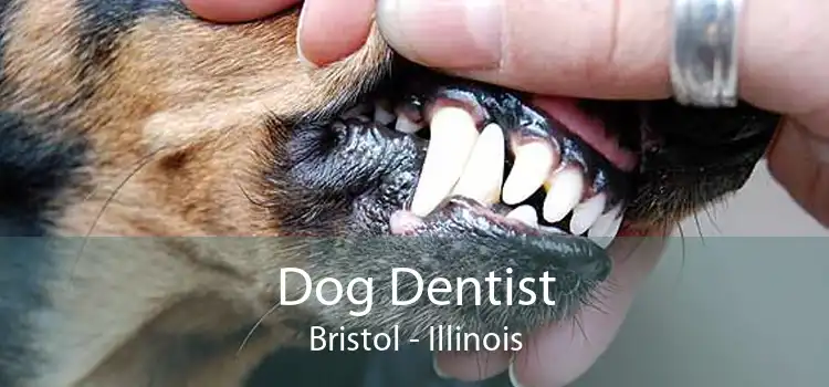 Dog Dentist Bristol - Illinois