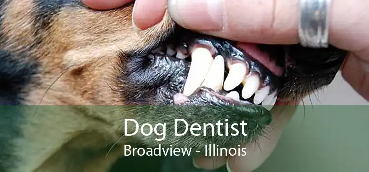 Dog Dentist Broadview - Illinois