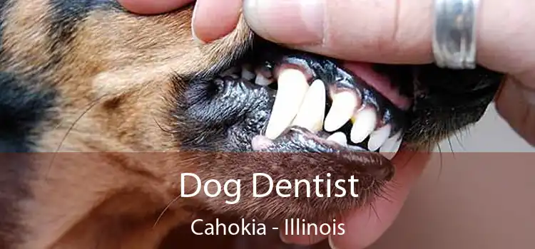 Dog Dentist Cahokia - Illinois