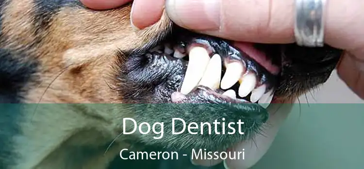 Dog Dentist Cameron - Missouri