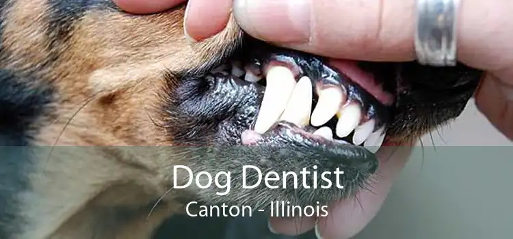 Dog Dentist Canton - Illinois