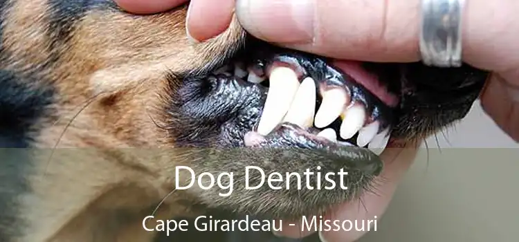 Dog Dentist Cape Girardeau - Missouri