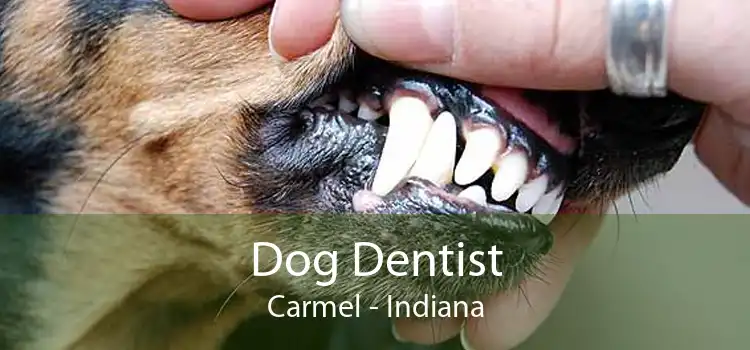 Dog Dentist Carmel - Indiana