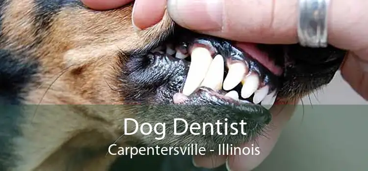 Dog Dentist Carpentersville - Illinois