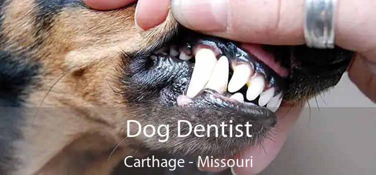 Dog Dentist Carthage - Missouri