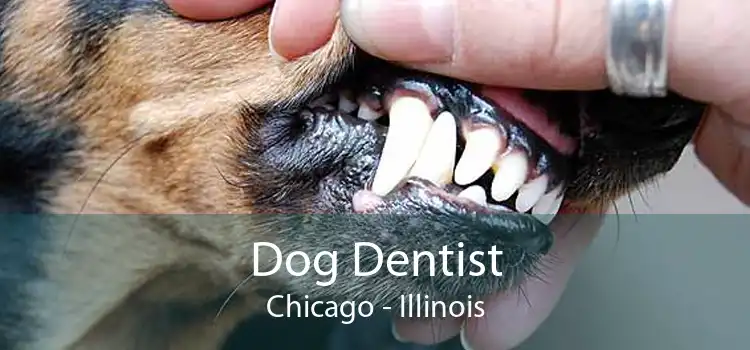 Dog Dentist Chicago - Illinois
