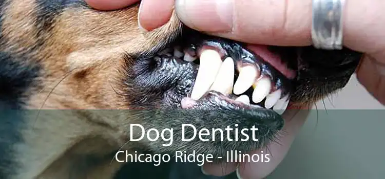 Dog Dentist Chicago Ridge - Illinois