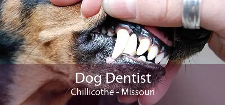 Dog Dentist Chillicothe - Missouri