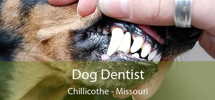 Dog Dentist Chillicothe - Missouri