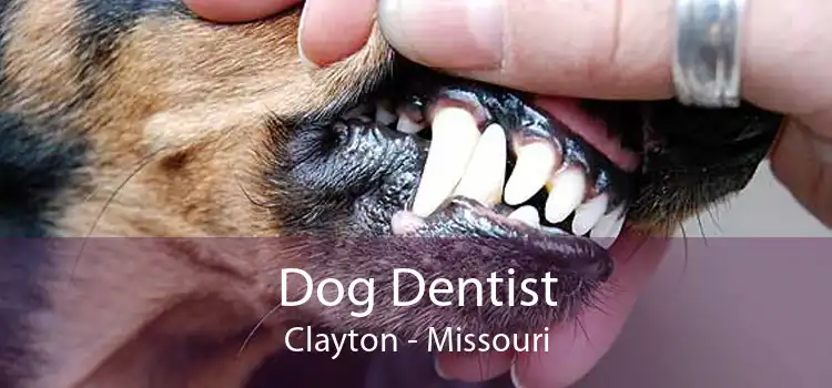 Dog Dentist Clayton - Missouri