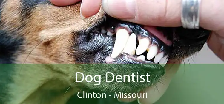 Dog Dentist Clinton - Missouri